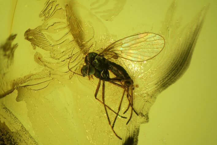 Fossil Fly (Diptera) In Baltic Amber #142224